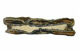 Mammoth Molar Slice With Case - South Carolina #135308-1